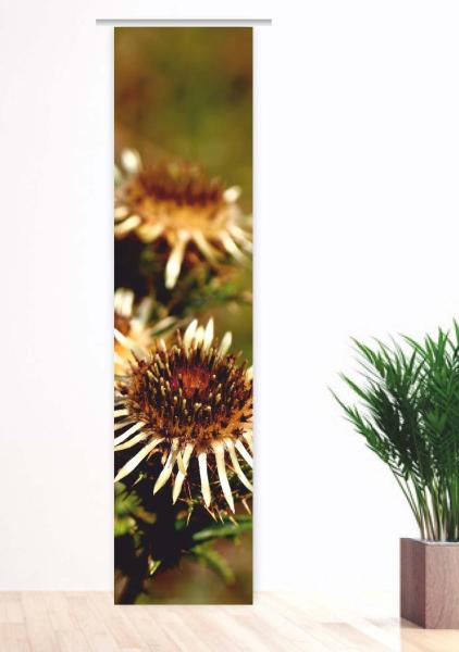 Silberdistel, Flächenvorhang Einzel